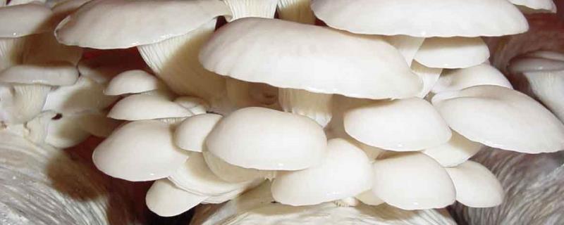 平菇菌种在家怎么种植 平菇家庭种植最简单方法