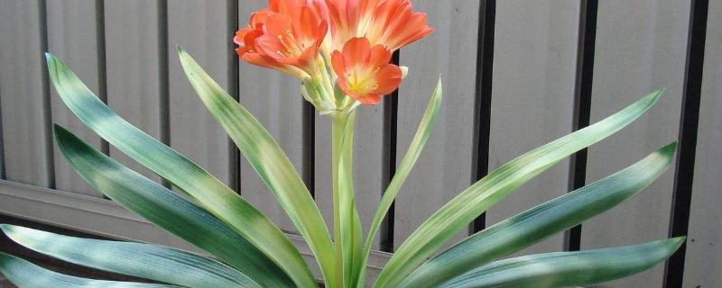 绿叶宝肥料使用方法，适合哪些花（绿叶宝肥料使用方法,适合哪些花草）