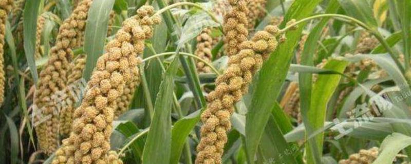 谷子的生物学特性，品种有哪些（谷子的生物学特性,品种有哪些种类）