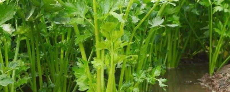 四季水芹治污水，如何种植 四季水芹种植技术
