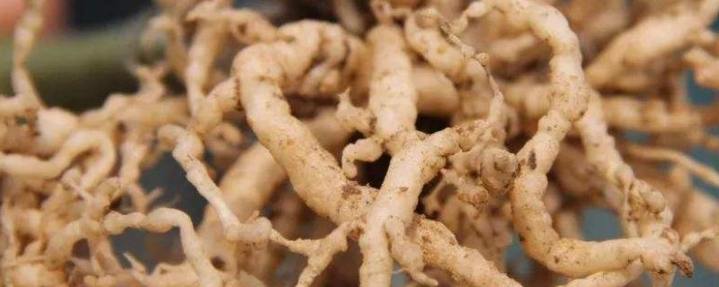 根结线虫的防治方法，是如何形成的（根结线虫的防治方法,是如何形成的原因）