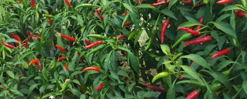 朝天椒的种植技术，用什么肥料好 朝天椒高产优质栽培技术