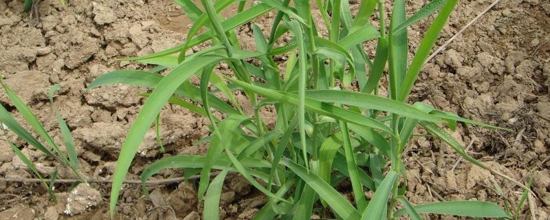 柴胡种植亩产量及效益（柴胡的亩产效益）