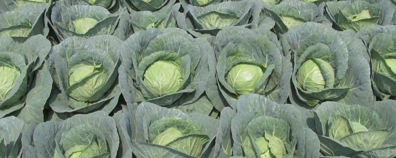 大头菜怎么卖，是什么菜 大头菜卖给谁