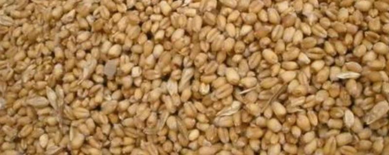 陈麦种可以种吗?麦种发芽率低怎么办 陈麦种可以种吗?麦种发芽率低怎么办呢