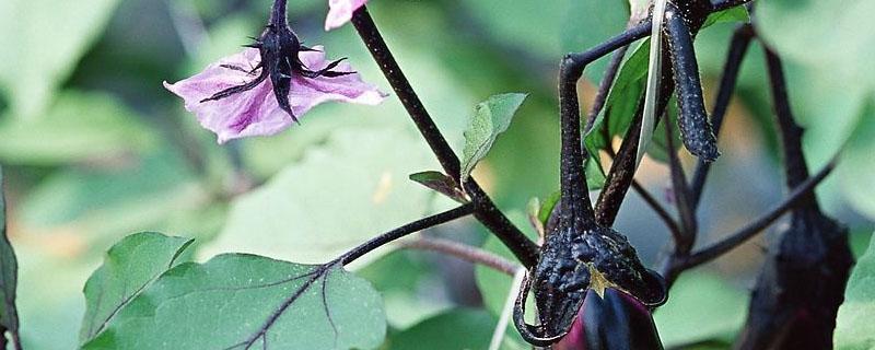 茄子开花期需施什么肥 茄子开花期可以施肥吗
