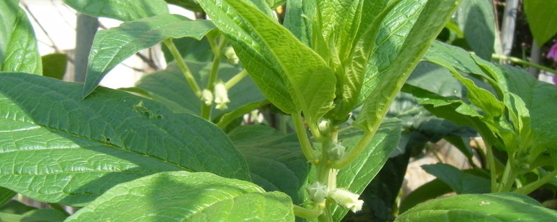 芝麻地阔叶草用什么除草剂（芝麻地阔叶草用什么除草剂好）