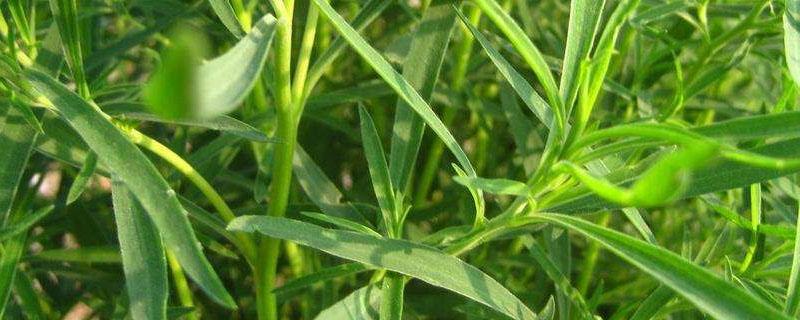 扫帚苗的学名叫什么（像扫帚苗一样的植物叫什么）