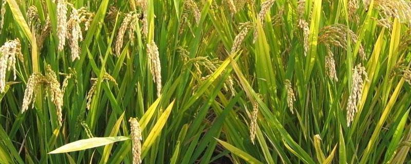 精恶唑禾草灵在水稻田的正确使用（精恶唑禾草灵的使用范围）