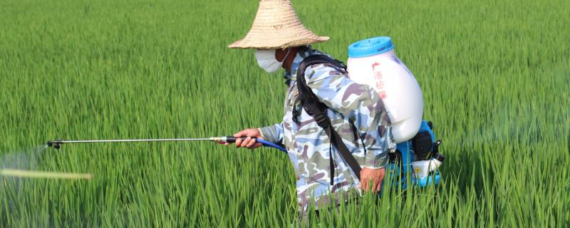 灭草松对水稻有药害吗 灭草松对水稻药害症状