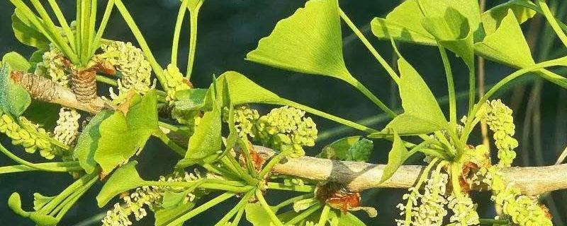 葡萄开花期施什么肥 葡萄开花期施什么肥料