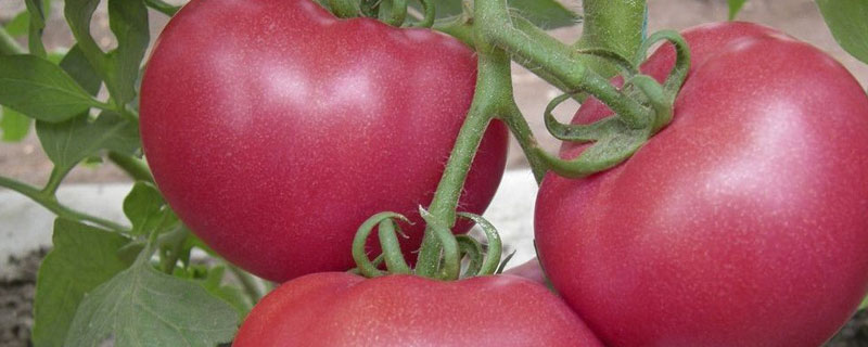 番茄怎样种植才能多结果（如何提高番茄的种植成功率）