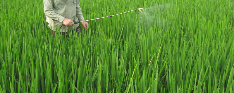 千金除草剂使用说明 千金子除草剂