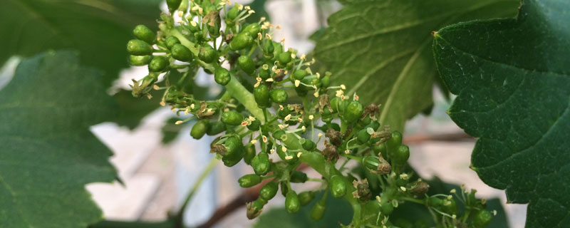 葡萄开花期可以打药吗（葡萄花期能不能打药）