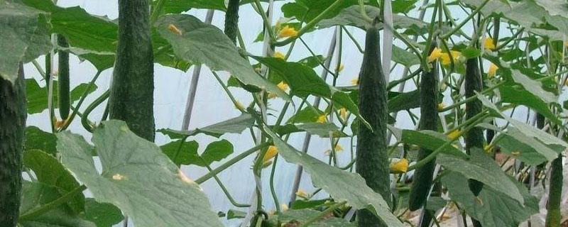 黄瓜用什么肥才能使产量高（黄瓜用什么肥料产量高）