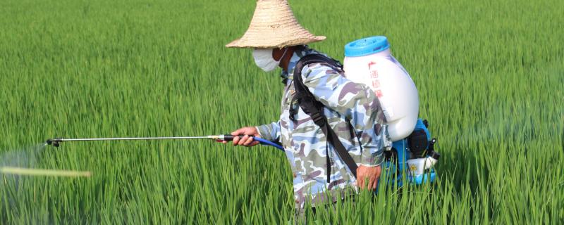 春雷霉素对水稻细菌性褐斑病有效吗 春雷霉素治疗水稻什么病