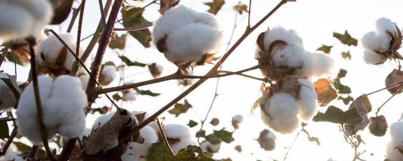 棉花叶片枯黄应使用什么肥 棉花叶片枯黄应使用什么肥料