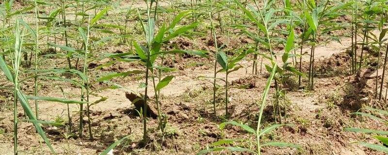 大姜小培土用什么肥 大姜大培土用什么肥