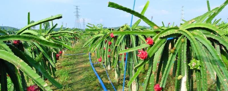 火龙果种植技术和技巧