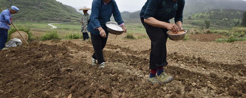 尿素施入地中的肥效有多长 尿素在水田肥效多长