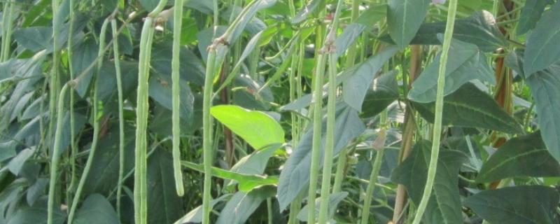 豆角的常见病和防治方法 豆角容易得哪些病该怎么防治