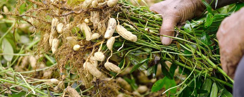 花生鲁花8号每亩产量