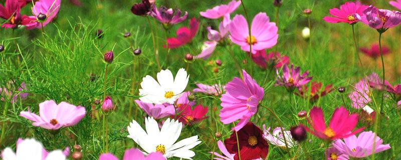 大面积格桑花种植方法 格桑花种植间距