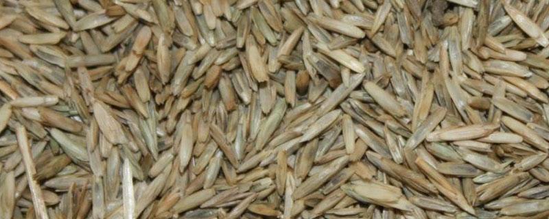 1公斤草籽能撒几平方