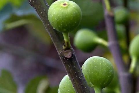 无花果栽培种植技术