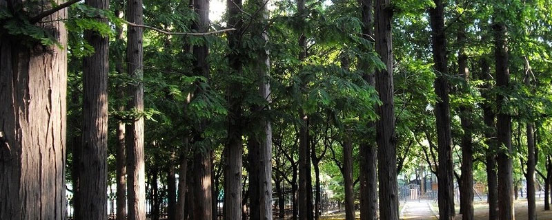 松材线虫病疫区和疫木管理办法（松材线虫病疫区和疫木管理办法最新）