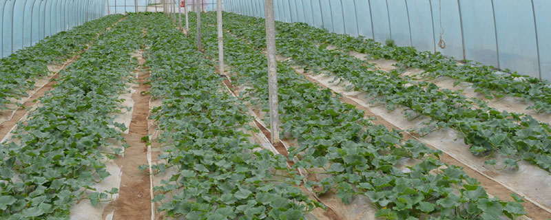 哪有蔬菜大棚 蔬菜大棚种植培训