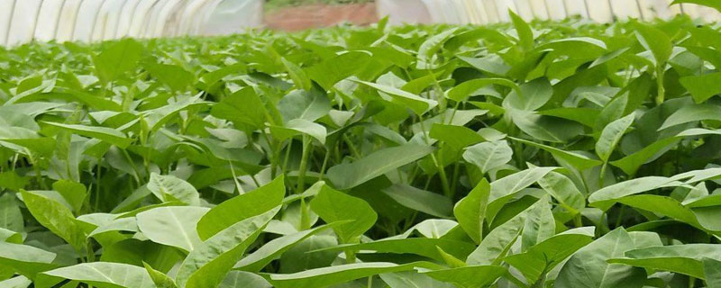 大棚种植空心菜需注意什么 大棚空心菜种植技术之空心菜管理技术