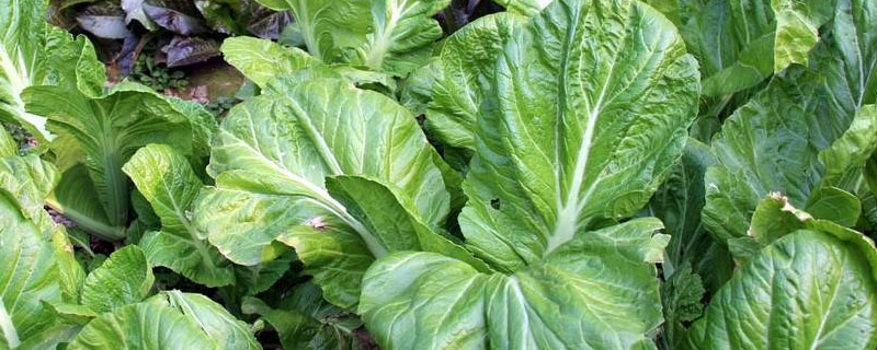 吡虫啉喷青菜几天可吃（青菜喷啶虫脒农药多久可以吃）