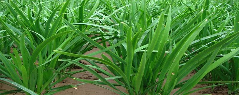 韭菜麦子分不清（分不清麦苗和韭菜）