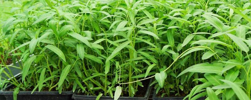 柳叶空心菜种植时间和方法（柳叶空心菜什么时候种植）