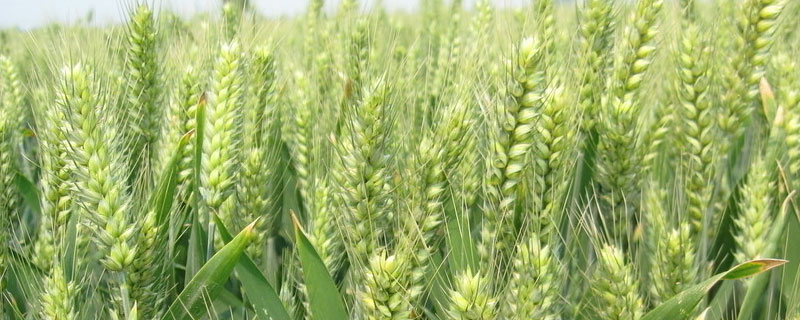 小麦的营养成分含量表 100g小麦的营养成分含量表
