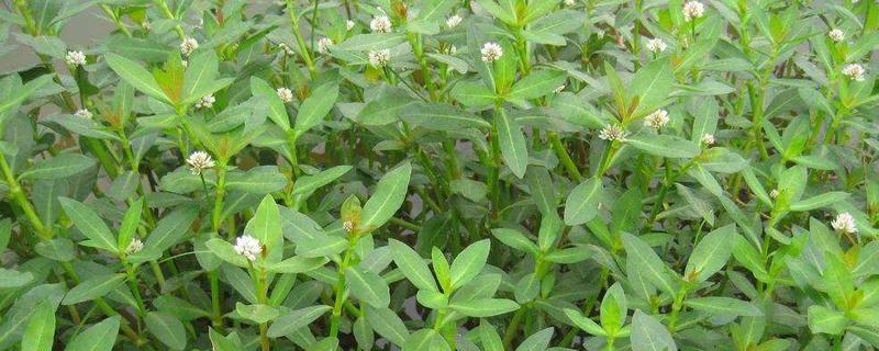 专杀水花生草烂根的除草剂 水花生专用除草剂除根
