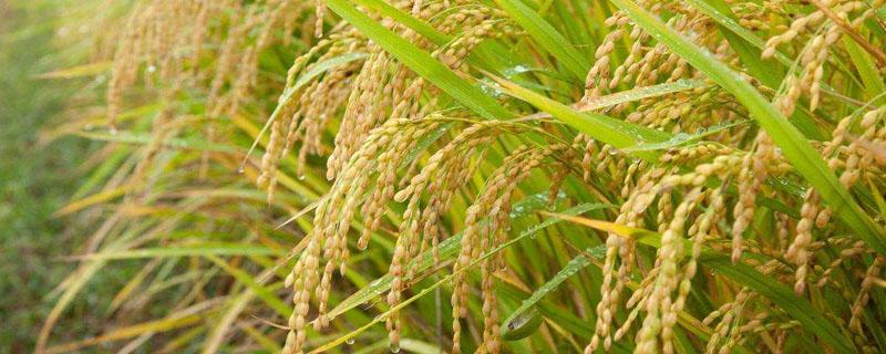 甲基嘧啶磷怎样使用 甲基嘧啶磷怎么使用