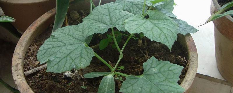 菜苗什么时候施肥合适（蔬菜苗什么时候施肥）