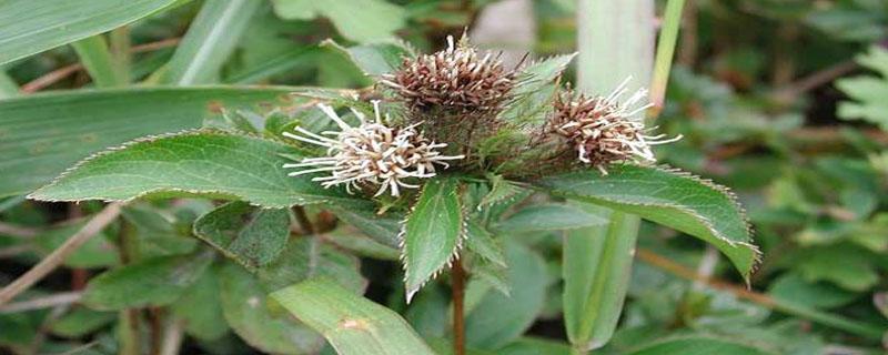 苍术亩产量（苍术亩产量多少斤干品）