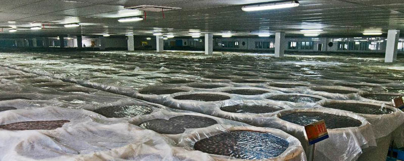 如何开办松花蛋加工厂 松花蛋加工工艺流程
