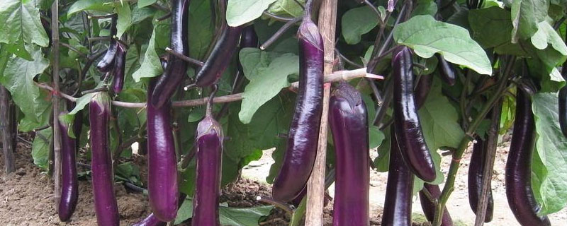 噻唑膦灌根有药害吗（噻唑膦灌根有药害图片）