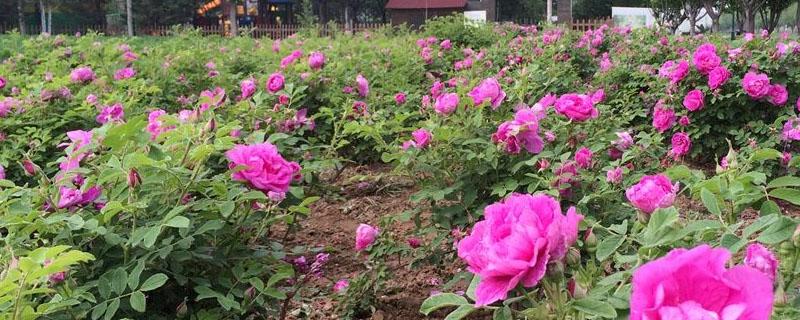买月季花苗在哪里买 购买月季苗