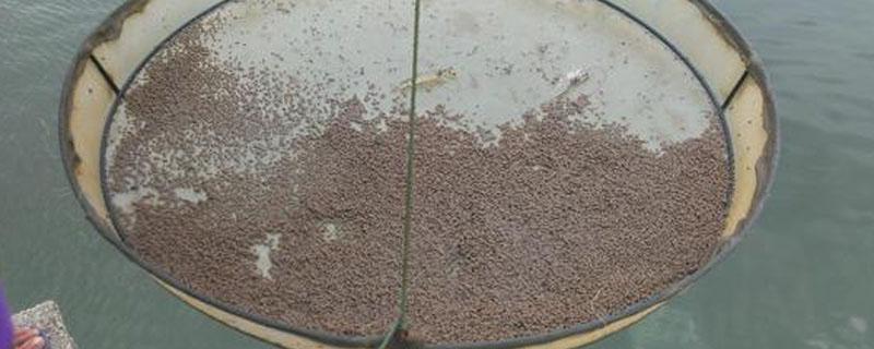 生物肥肥水几天可见效果 水肥肥效有多长时间