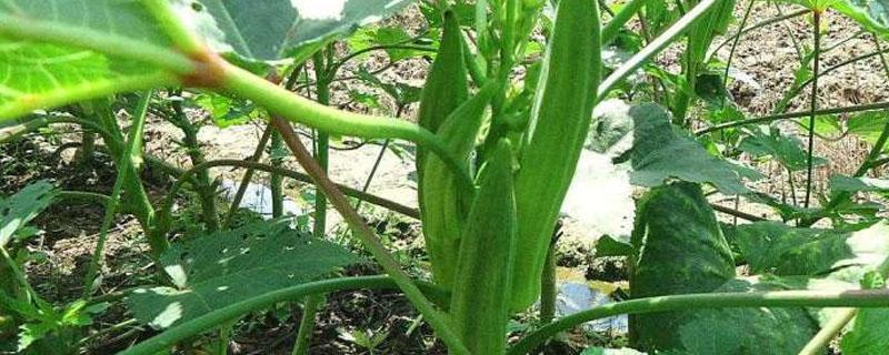 种植秋葵的行距和株距 种植秋葵的行距和株距密了好不好