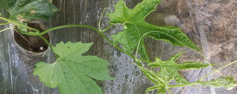 肥害的典型症状（月季花肥害的典型症状）