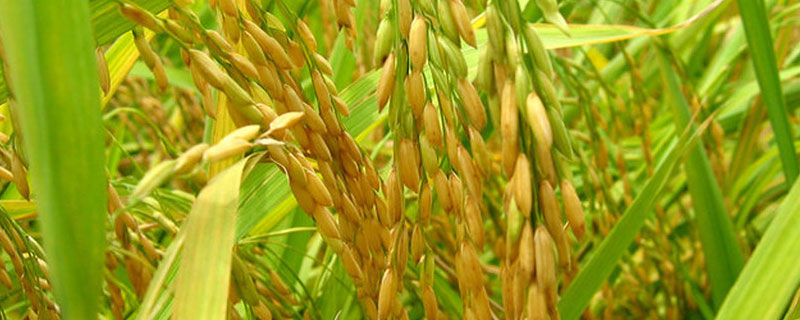 拔节孕穗期是什么意思 孕穗拔节啥意思