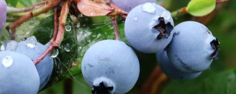 硫酸亚铁在蓝莓中的使用方法 蓝莓硫酸亚铁和柠檬酸一起用怎么用