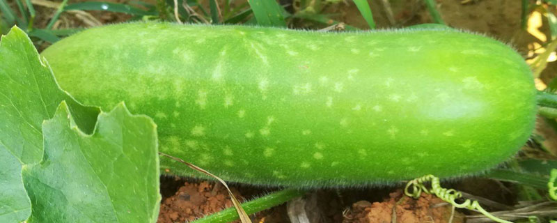 毛节瓜种植不搭架子可以吗（毛节瓜的种植技术）