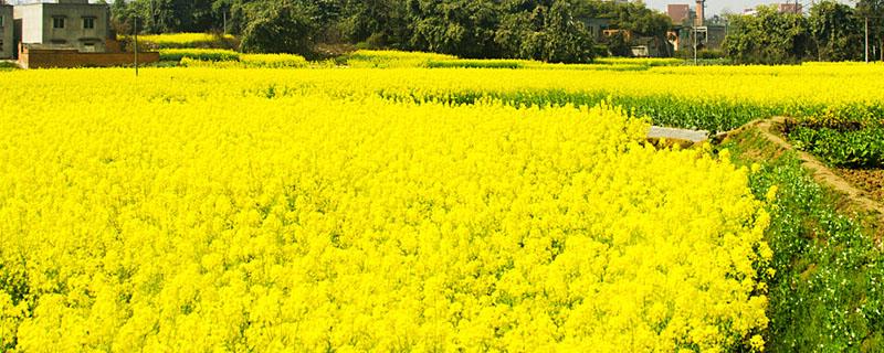 油菜秸秆为啥不能喂牛 油菜秸秆喂牛营养价值